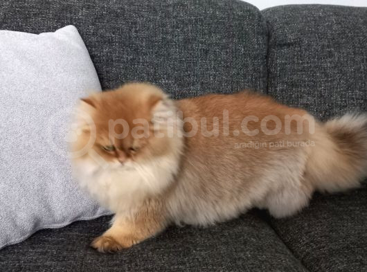 Behlül Yeni̇ Yuvasini Ariyor görsel