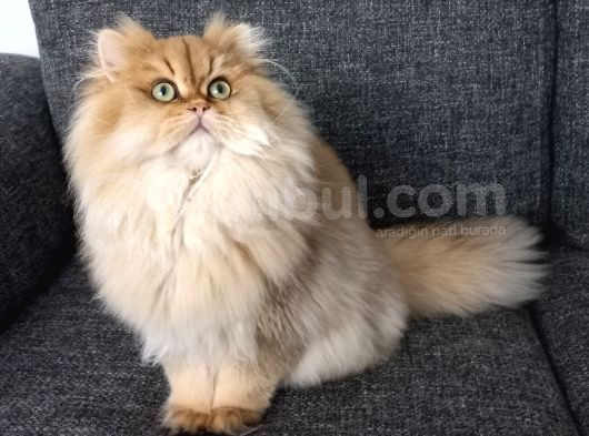 Behlül Yeni̇ Yuvasini Ariyor