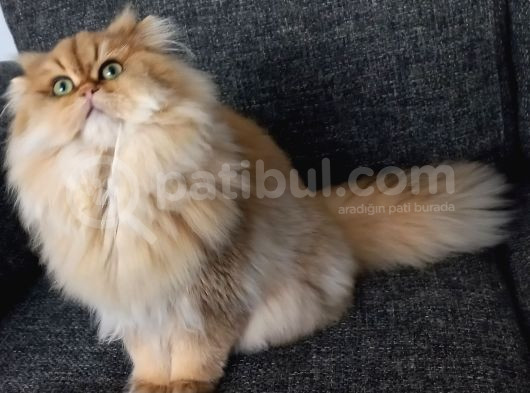 Behlül Yeni̇ Yuvasini Ariyor görsel