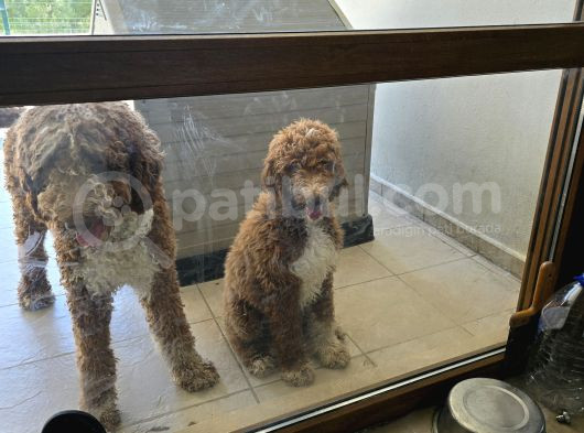 Gerçek Giant Poodle Doodle Bebekler görsel