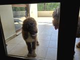 Gerçek Giant Poodle Doodle Bebekler