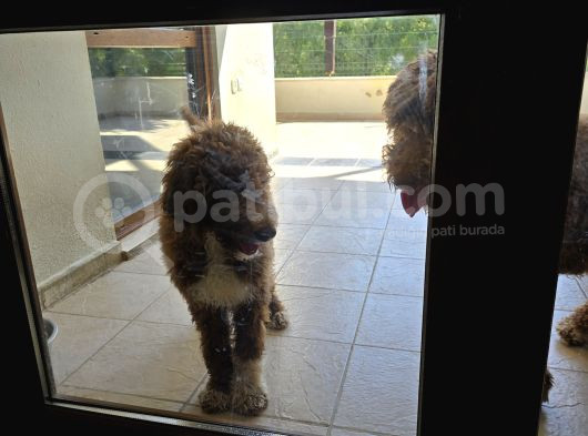 Gerçek Giant Poodle Doodle Bebekler görsel