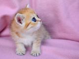 Şahane Gold Rengi Ny11 British Shorthair