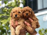 MÜKEMMEL YÜZLÜ TOY POODLE YAVRULAR