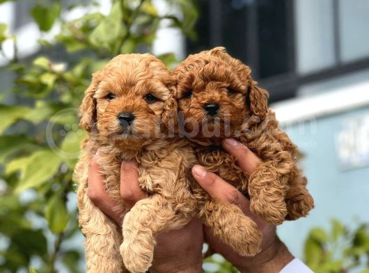 Mükemmel Yüzlü Toy Poodle Yavrular