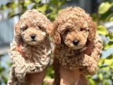 En İyi̇si̇ Kuzeypuppi̇esten Toy Poodle