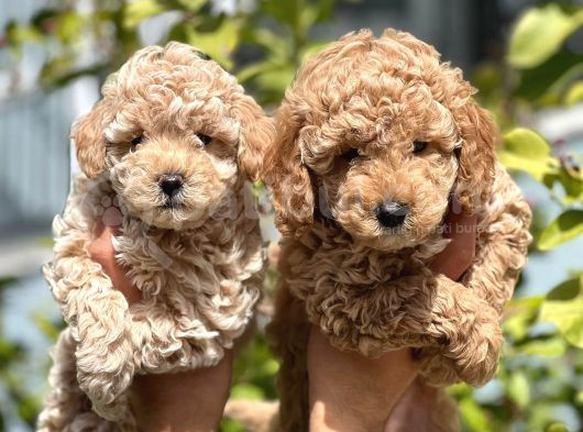 En İyi̇si̇ Kuzeypuppi̇esten Toy Poodle görsel