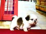 Her Renk Mini Shihtzu Yavrular