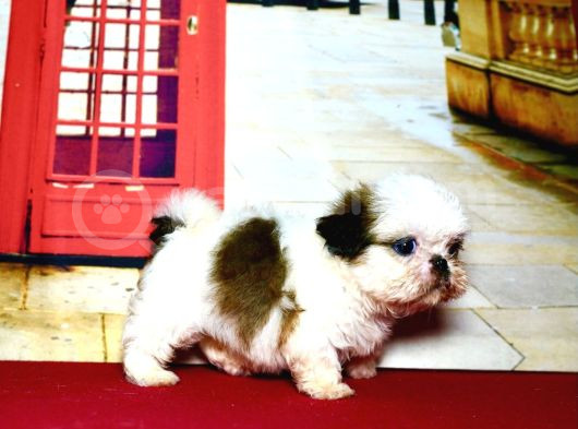 Her Renk Mini Shihtzu Yavrular