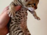 Savannah F4