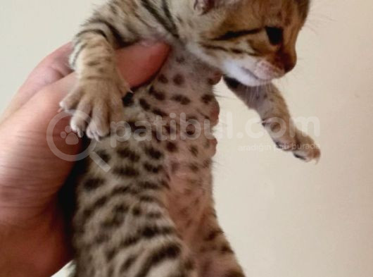 Savannah F4