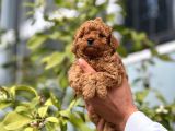 Mükemmel Yüzlü Toy Poodle Yavrular