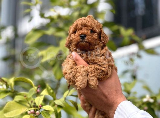 Mükemmel Yüzlü Toy Poodle Yavrular görsel