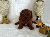 Kore Kan Toy Poodle