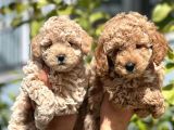 EN İYİSİ KUZEYPUPPİESTEN TOY POODLE