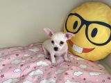 Anne Altından Chihuahua Şivava Bebekler