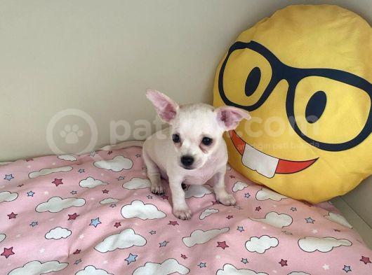 Anne Altından Chihuahua Şivava Bebekler görsel