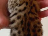 Savannah F4