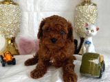 kore kan toy poodle