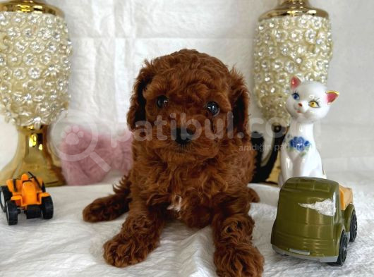 Kore Kan Toy Poodle