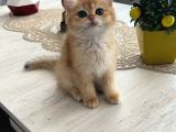 Prens Brıtısh Golden Shorthair