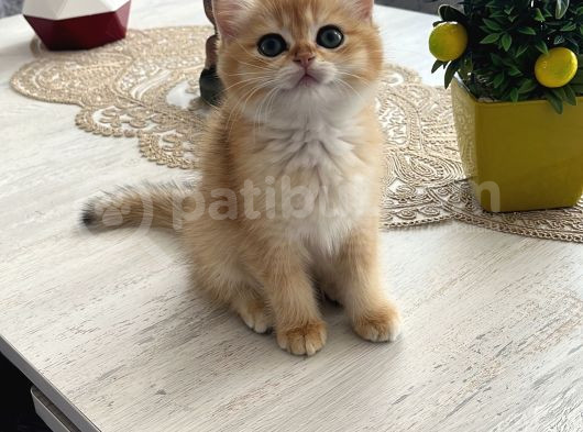 Prens Brıtısh Golden Shorthair görsel