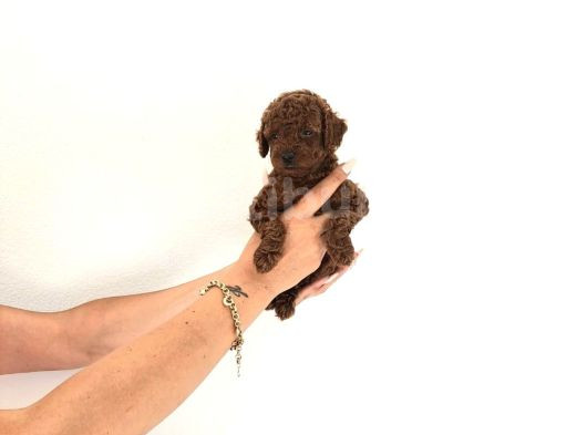 Toy Kore Poodle Yavrular görsel