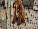 Gerçek GIANT POODLE doodle Bebekler