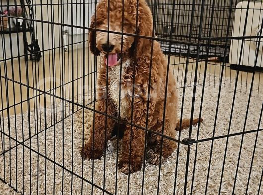 Gerçek Giant Poodle Doodle Bebekler