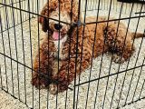 Gerçek Giant Poodle Doodle Bebekler
