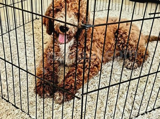 Gerçek Giant Poodle Doodle Bebekler görsel
