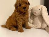 Red braw kıpkırmızı ev üretimi TOOY POODLE 