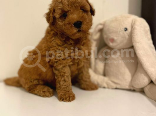 Red Braw Kıpkırmızı Ev Üretimi Tooy Poodle 