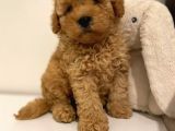 Red Braw Kıpkırmızı Ev Üretimi Tooy Poodle 