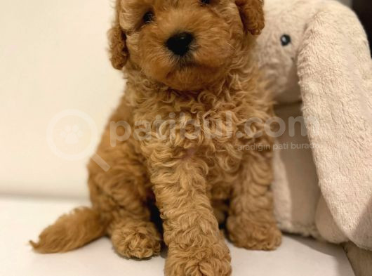 Red Braw Kıpkırmızı Ev Üretimi Tooy Poodle  görsel
