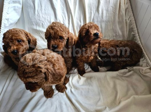 Ev Ortamından Red Toy Poodle Yavrular görsel