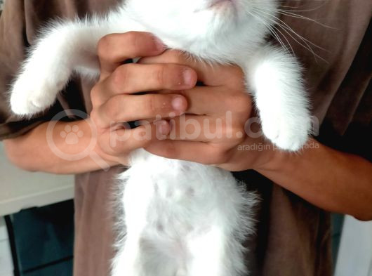 Minik Surat Boncuk Gözlüm