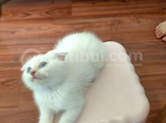Minik Surat Boncuk Gözlüm görsel