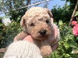 Maltipoo
