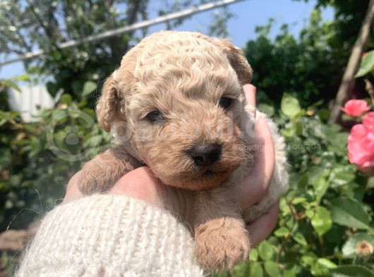 Maltipoo