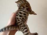 Savannah F4