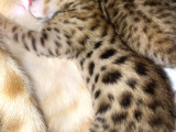 Savannah F4