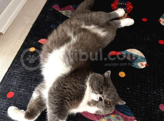 Sevgi Pıtırcığımıza Yeni Ev Arıyoruz görsel