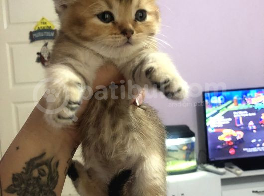 Tombik Bebekler Teslime Hazırlar görsel