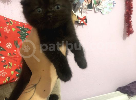 Çikolata Scotish Fold Benegimiz görsel