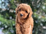 EV ÜRETİMİNDEN TOY POODLE YAVRULAR
