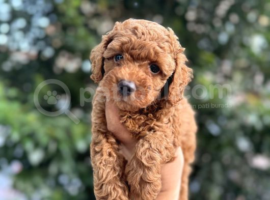 Ev Üreti̇mi̇nden Toy Poodle Yavrular