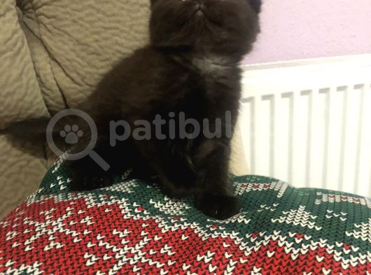 Çikolata Scotish Fold Benegimiz görsel