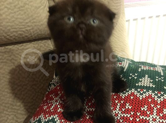 Çikolata Scotish Fold Benegimiz görsel