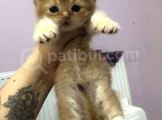 Orjınal Golden British Bebekler görsel